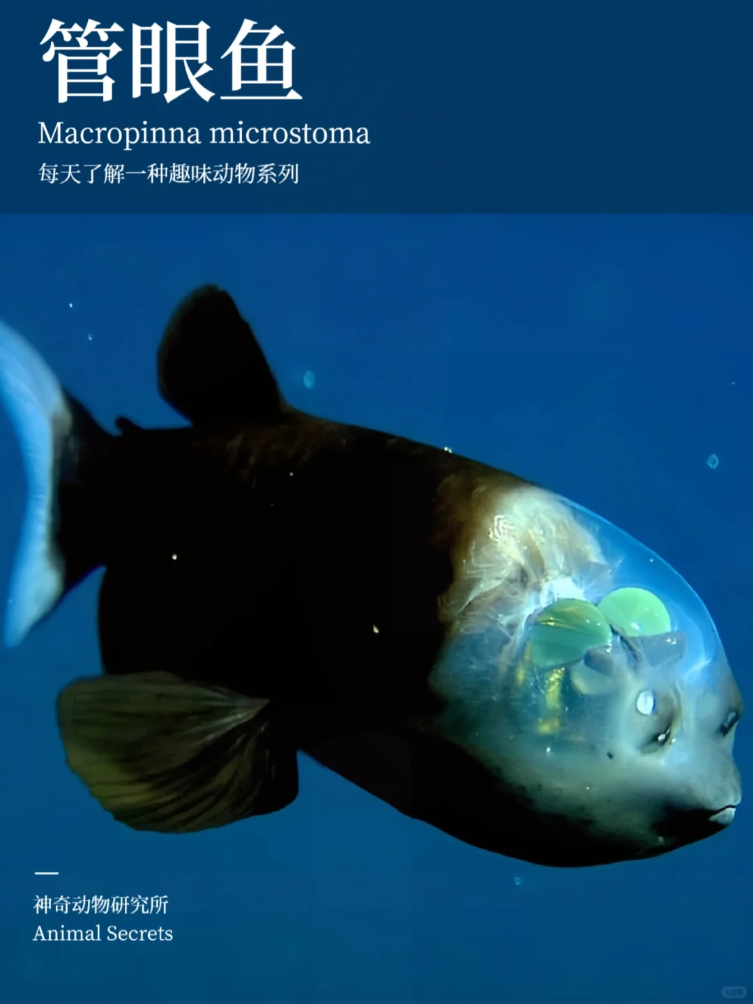 每天了解一种趣味动物👀管眼鱼