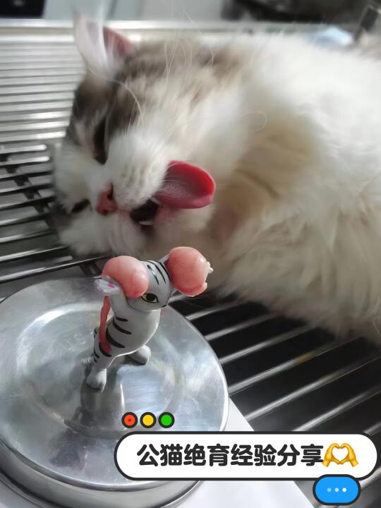 🔍公猫绝育｜猫咪拆蛋你真的准备好了吗