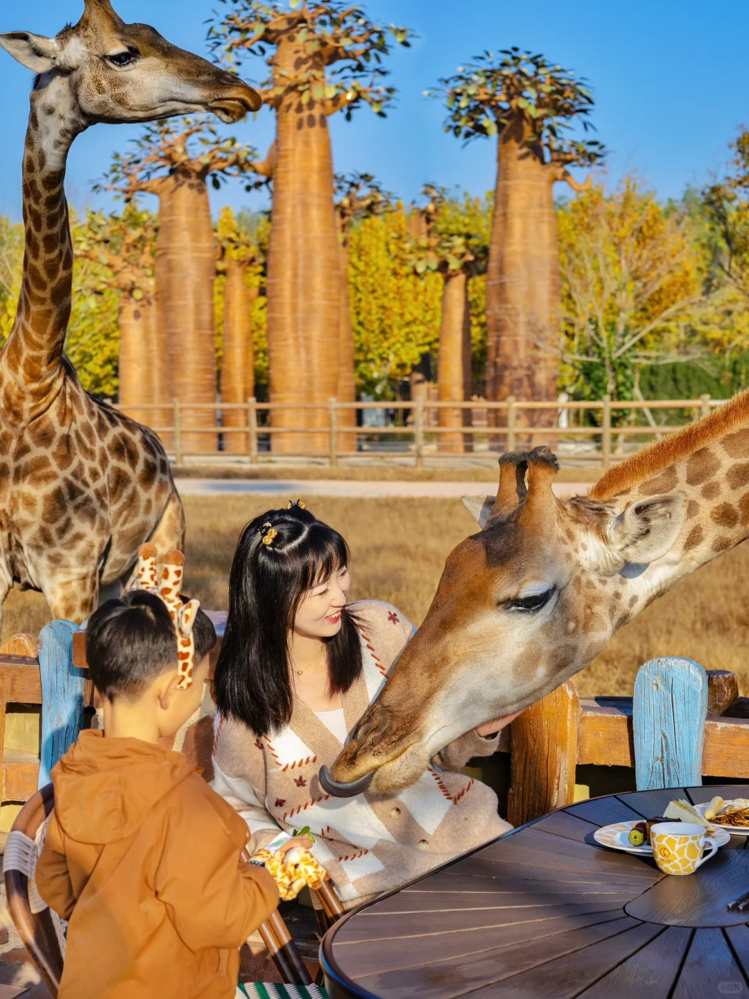 北京2h🚅和长颈鹿共进早餐‼️蕞全攻略来啦‼️