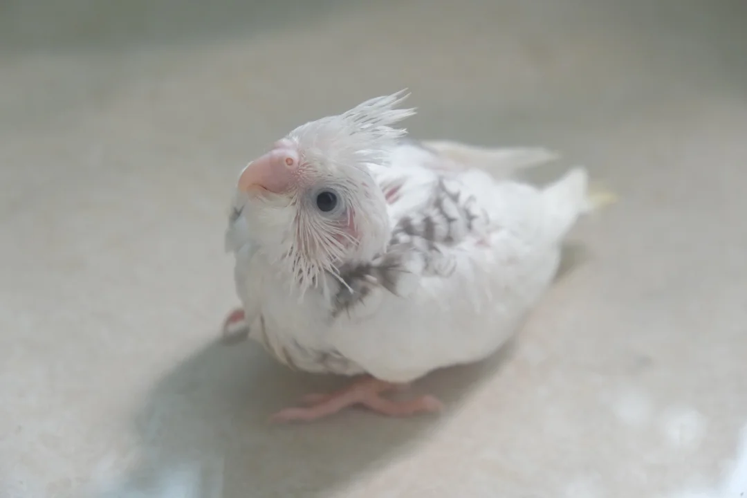 “在你小的时候，你就是我的小狗。”