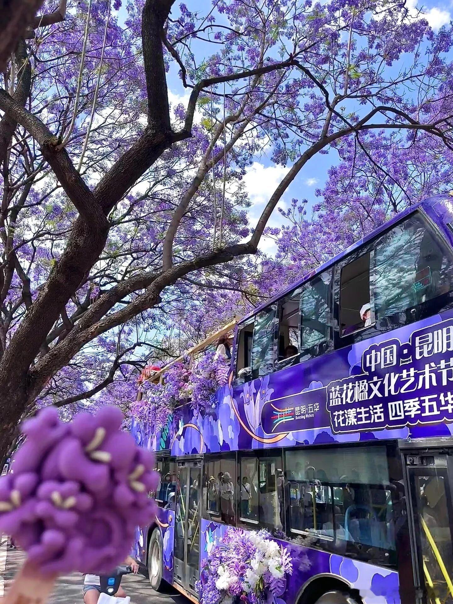 总要去一次昆明，坐一次蓝花楹观光巴士吧！ 