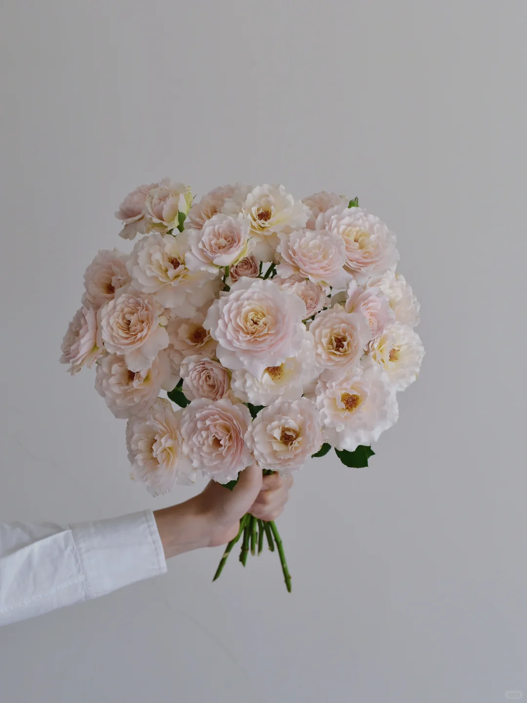 花栖玫瑰园·闪闪发光