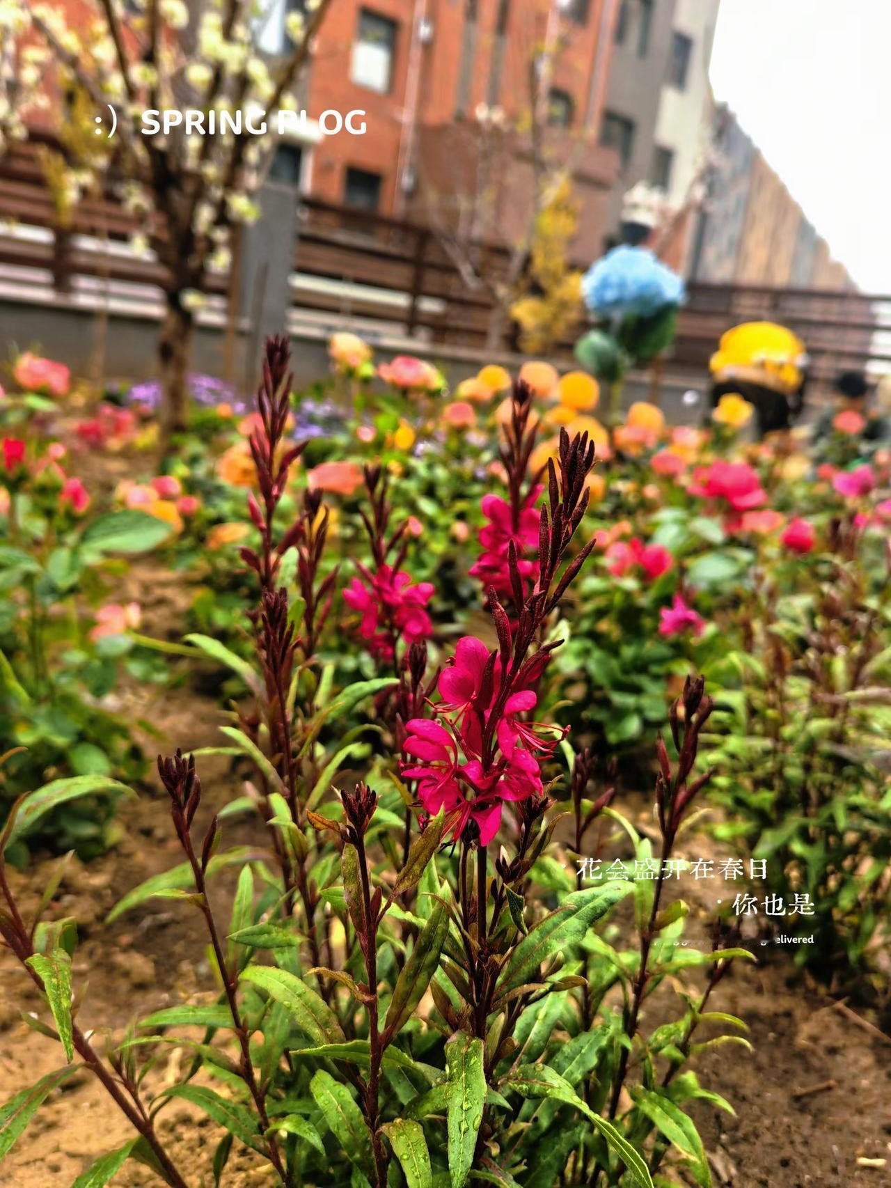 春色满园关不住！