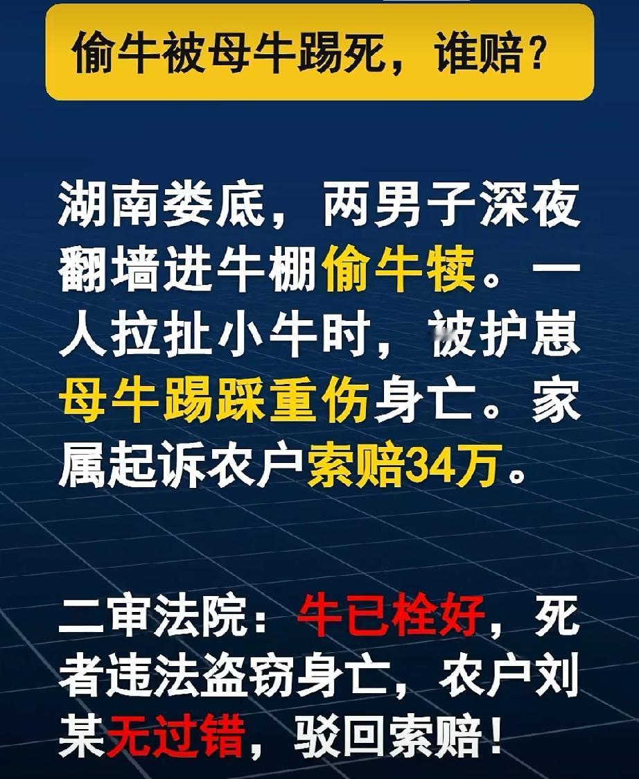 养牛户不但无责，还要追究偷牛贼家属的敲诈勒索罪才行！