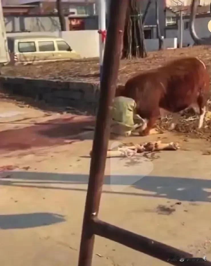 待宰牤牛被遮住双眼多次向屠夫下跪，意思就是请你放过我。我身上还有宝宝，屠夫当即放