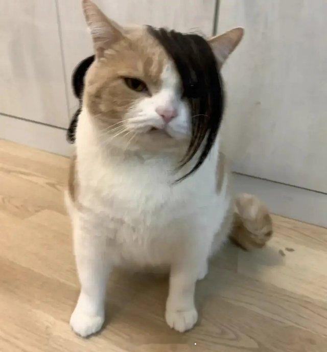 南部档案剧版 对着这个莫云高小猫笑了一分钟谁p的啊啊啊啊啊太形象了