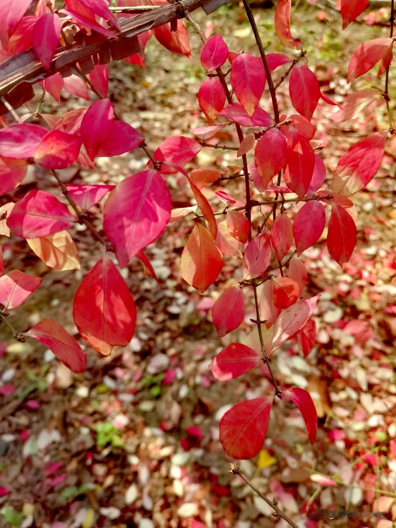 暖阳赋秋彩
树树艳如花
寒风催叶落
片片璨若霞
因10月去额济纳赏秋
停下了在北