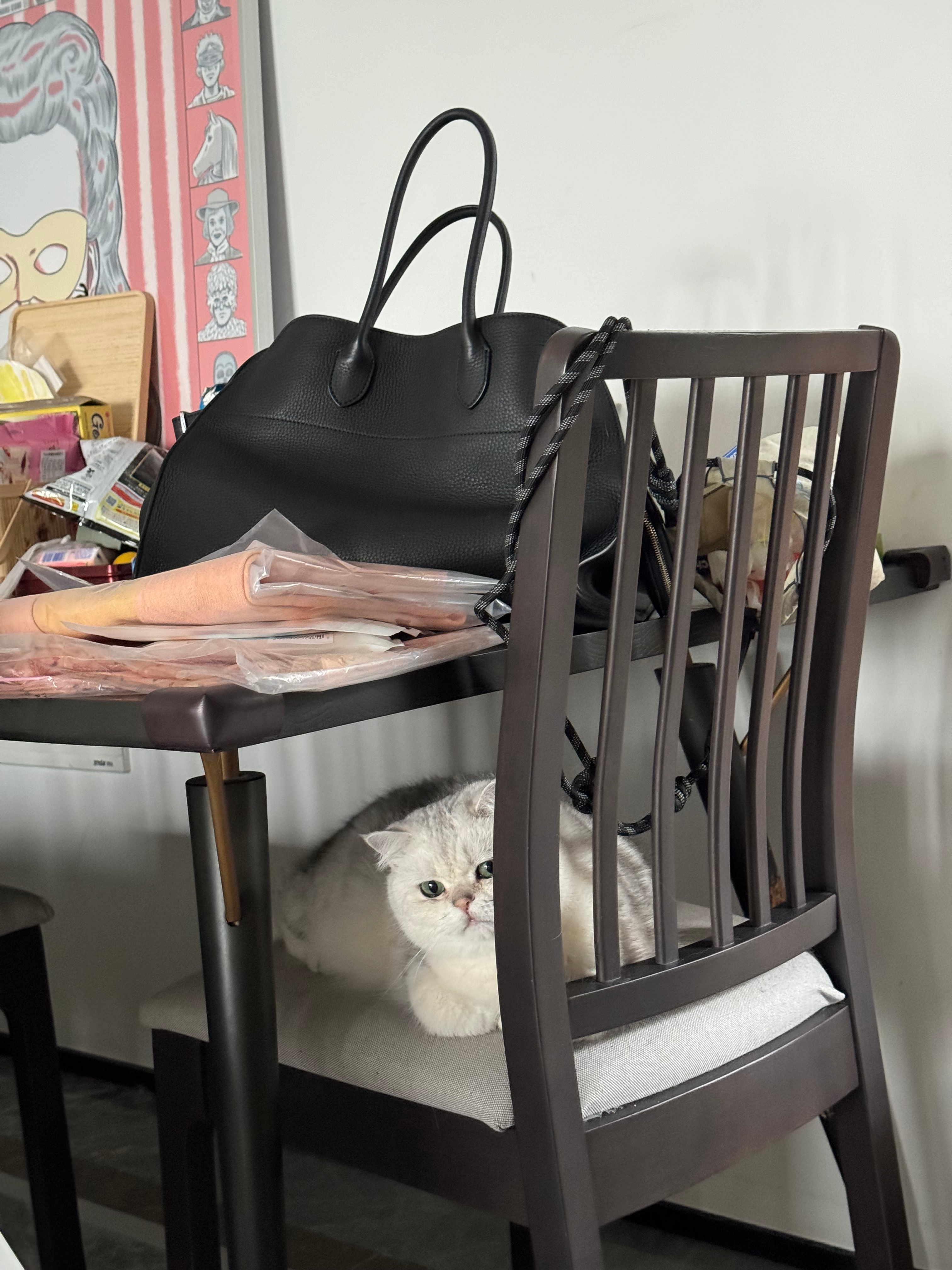 颜色哪有脸重要头儿真的美#辣椒家新家回访##银渐层##英国短毛猫# ​​​