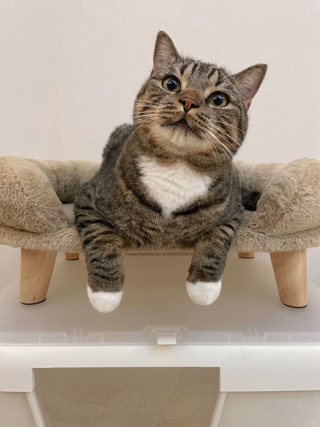 十指相扣！以后就是我一辈子的猫了！