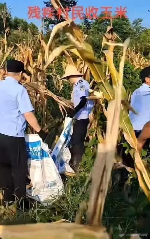 这几个警察出名了！湖北，一对残疾夫妻因为化疗而耽误收玉米，在回到地里后却看到不可