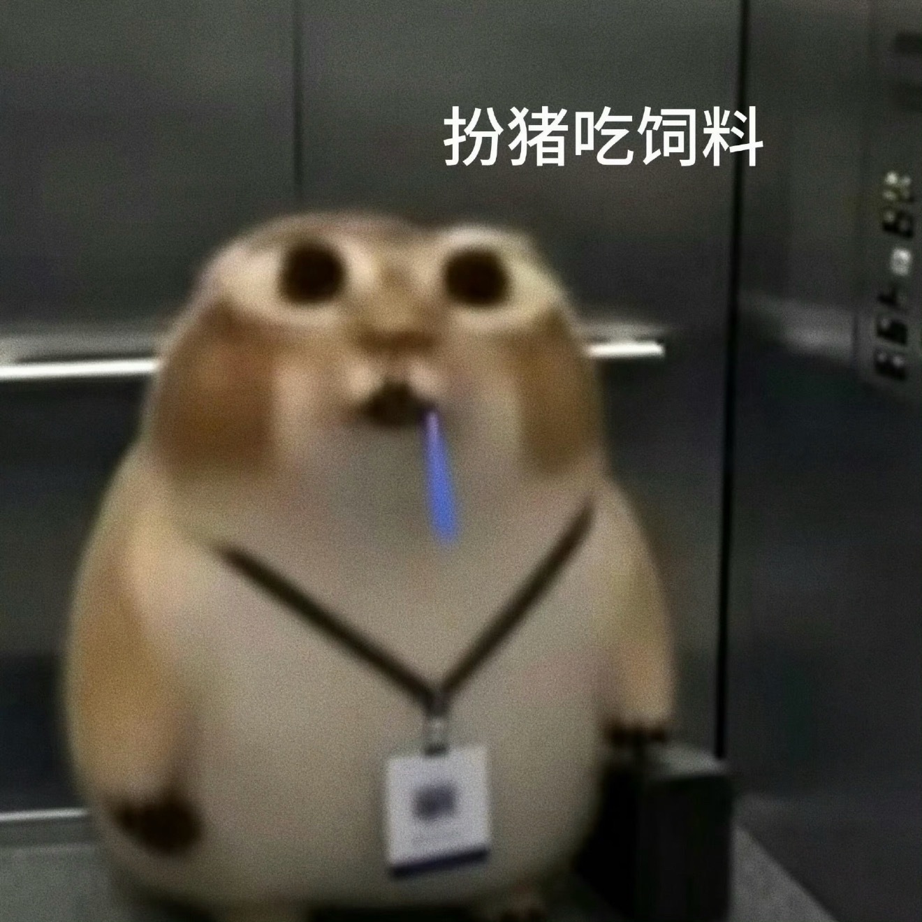 录取通知书上身份证写成身证份录取通知书成错版的了，世界就是一个巨大的草台班子真的