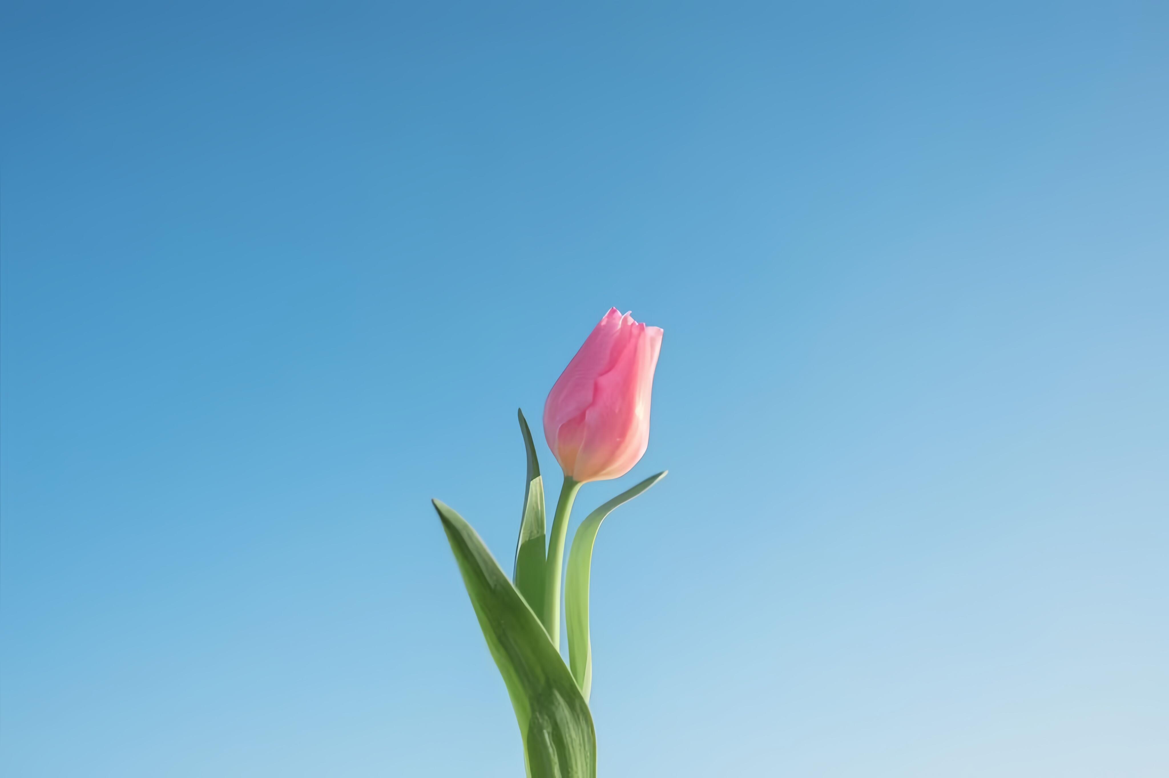 风景电脑壁纸🌷风一吹，整片天空都在摇晃☁️ 
