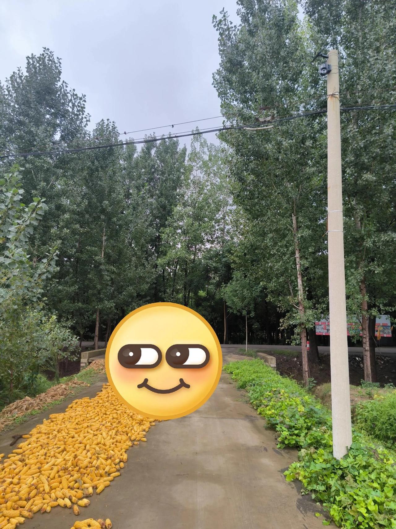 为什么男人每次回老家都会去地里走走转转