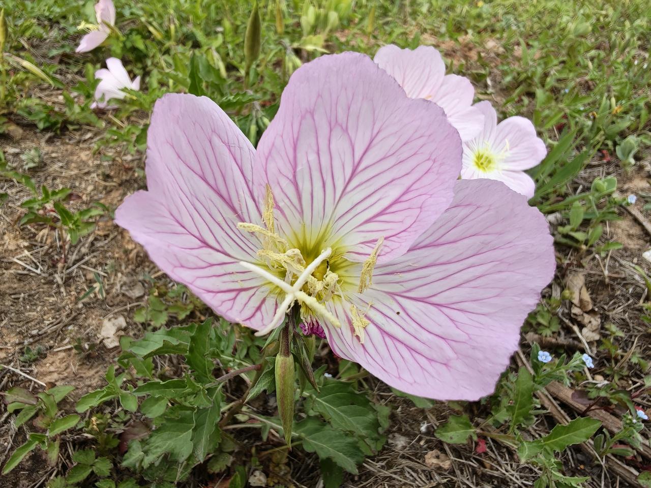 曾仕强说，孝，就是道！
一个不孝亲生父母的人，当下混得再好，最后也好不到哪去；