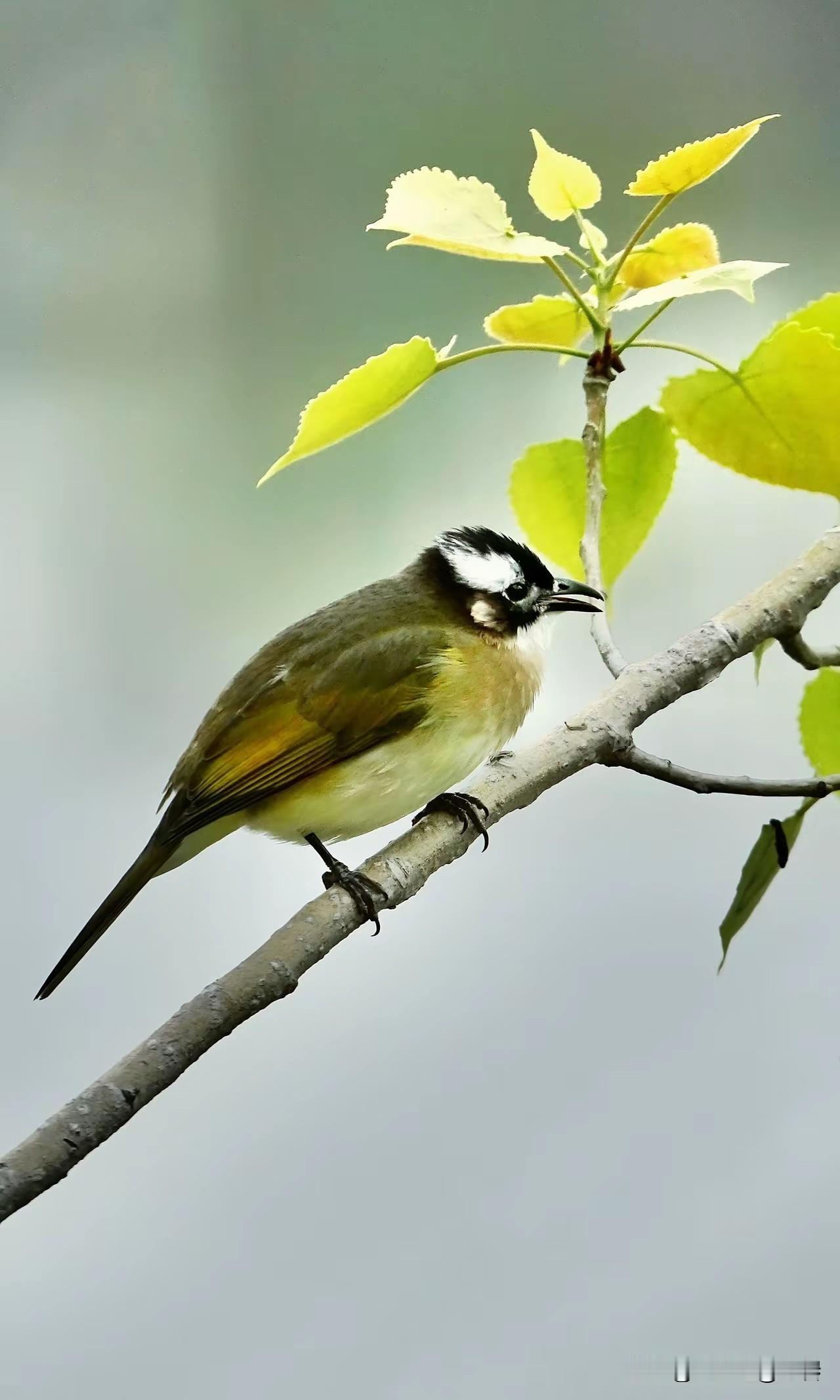 《泰坦尼克号》的启示：不是爱情，是人性与人生的底层教训
 
 
一、再强大的“安