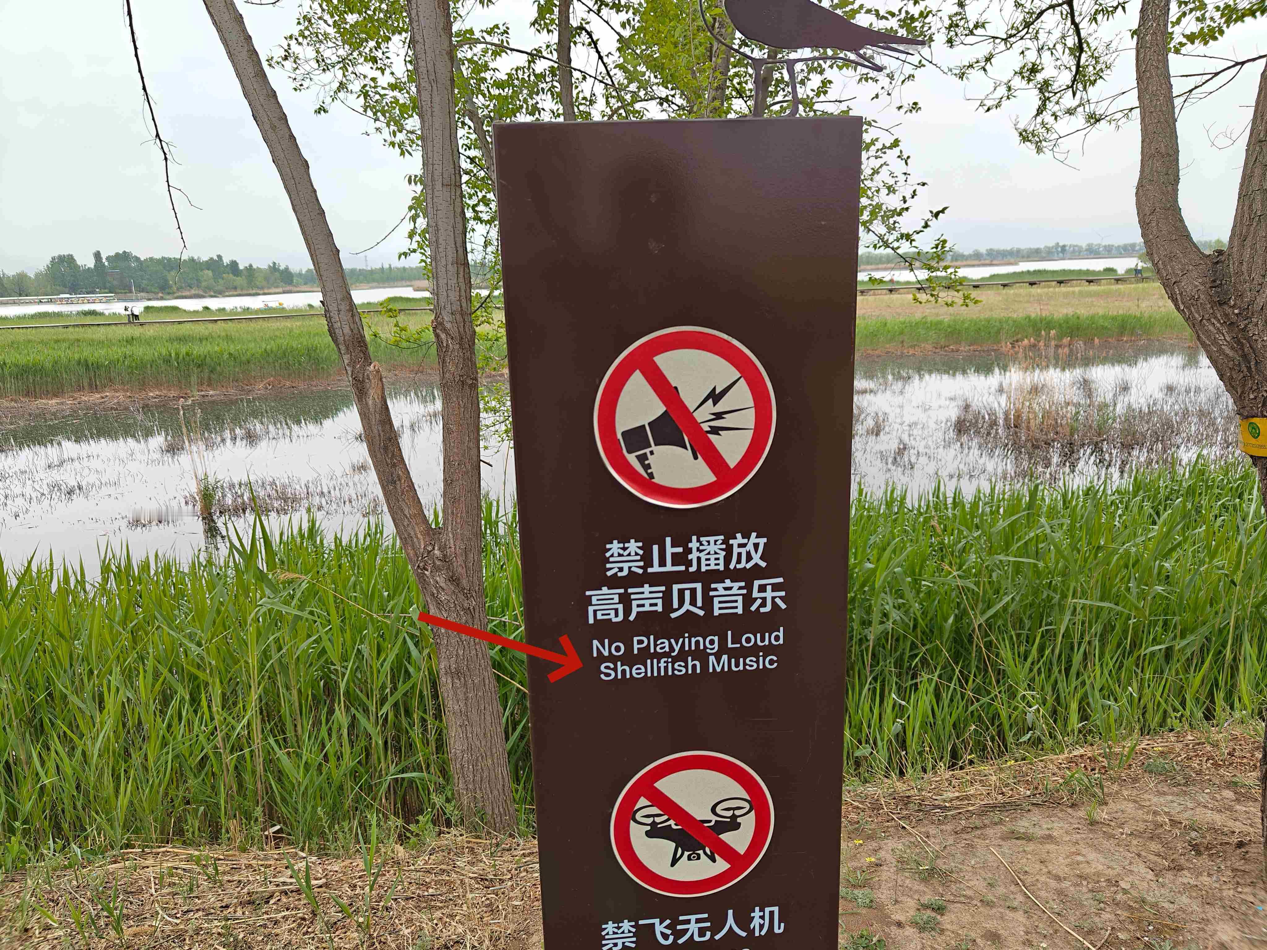 shellfish(贝类)成精了，都会玩音乐了[笑cry]#爆笑翻译大赏# ​​