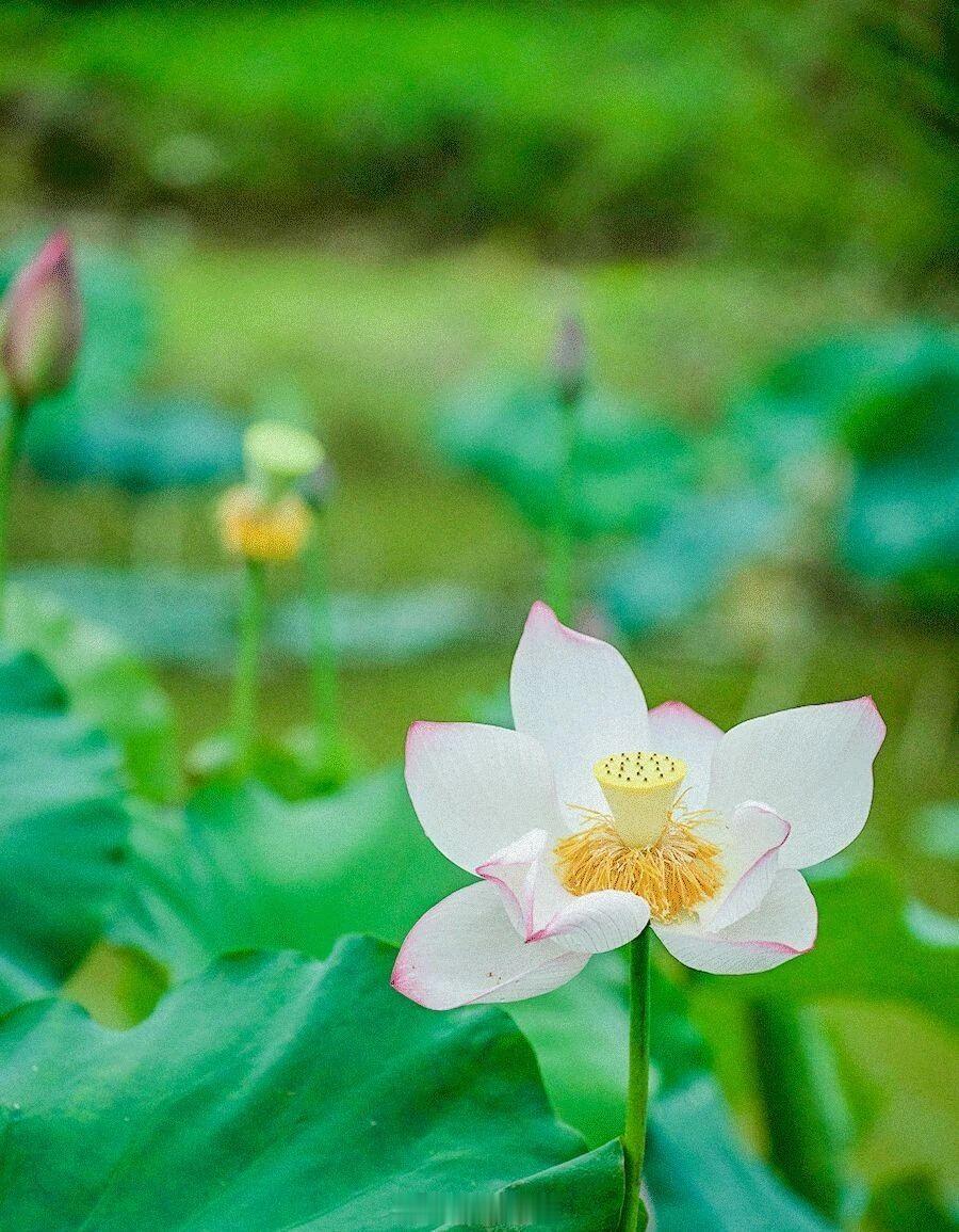 小暑，时有微凉不是风 