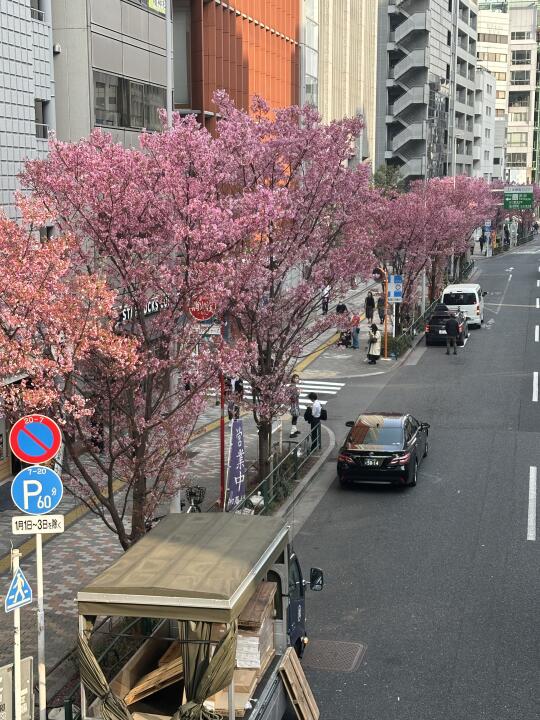 涩谷🇯🇵|满开实况🌸樱花难民无脑冲‼️