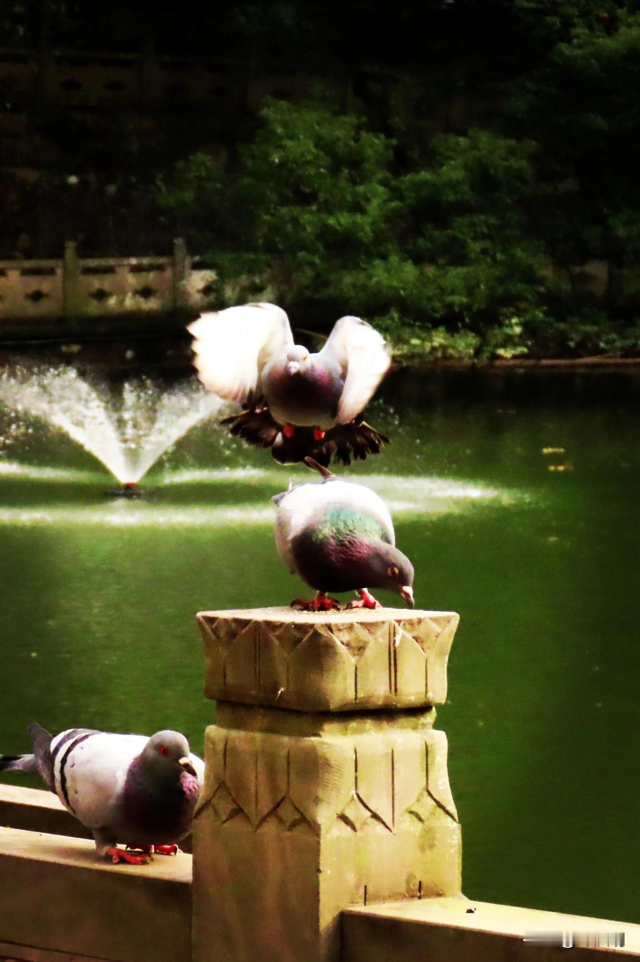 湖边鸽子嬉戏，美景尽收眼底
天童寺