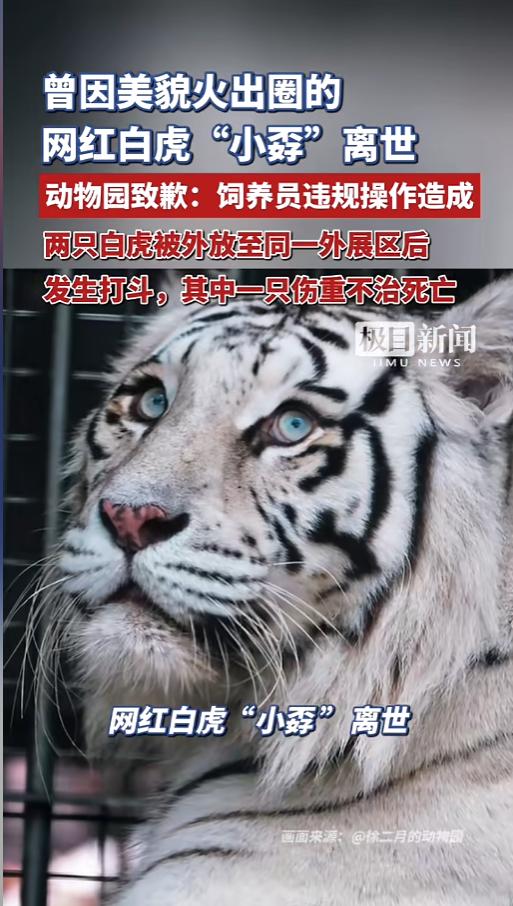 “这妥妥的是人祸啊！”6月4日报道，山东青岛，一只孟加拉白虎因为美貌火出了圈，深