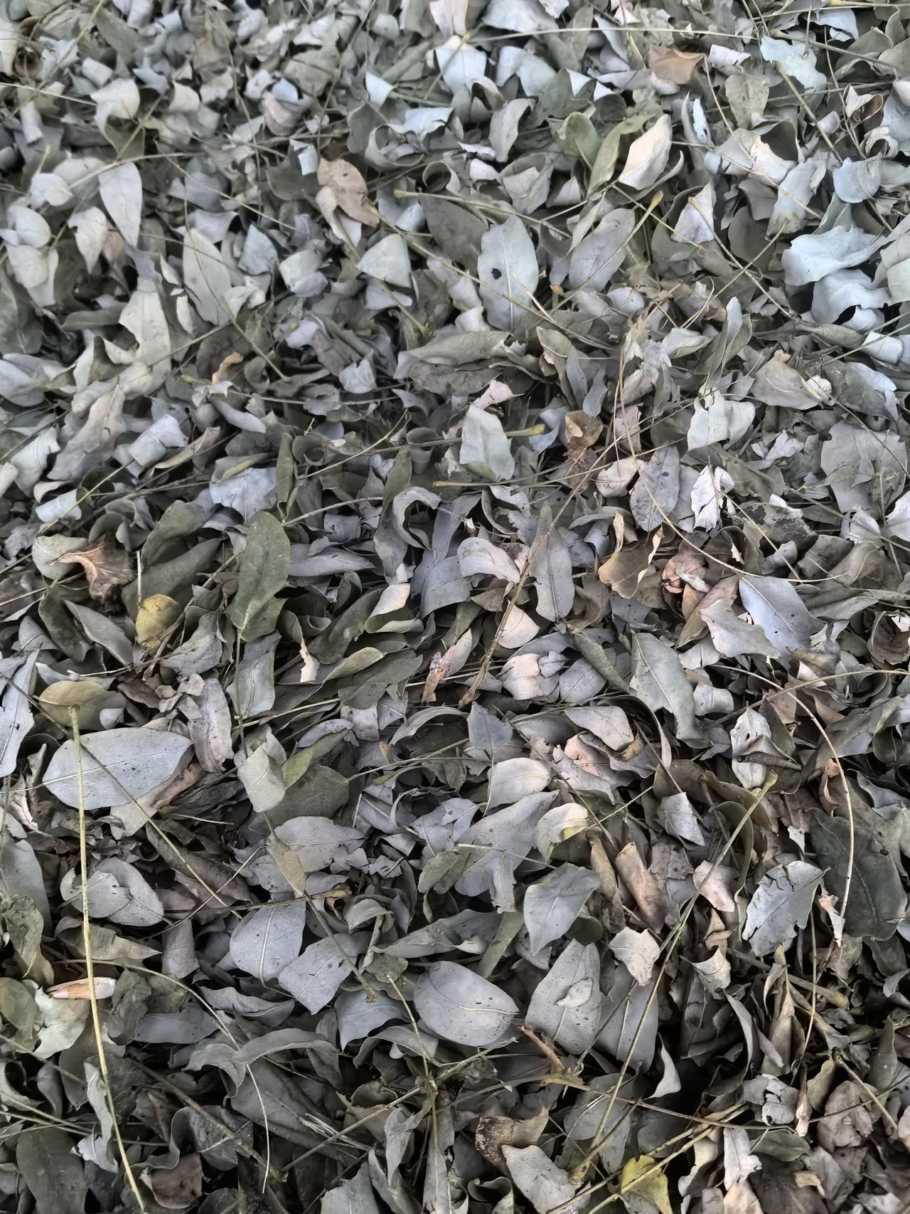 分享你身边的秋色