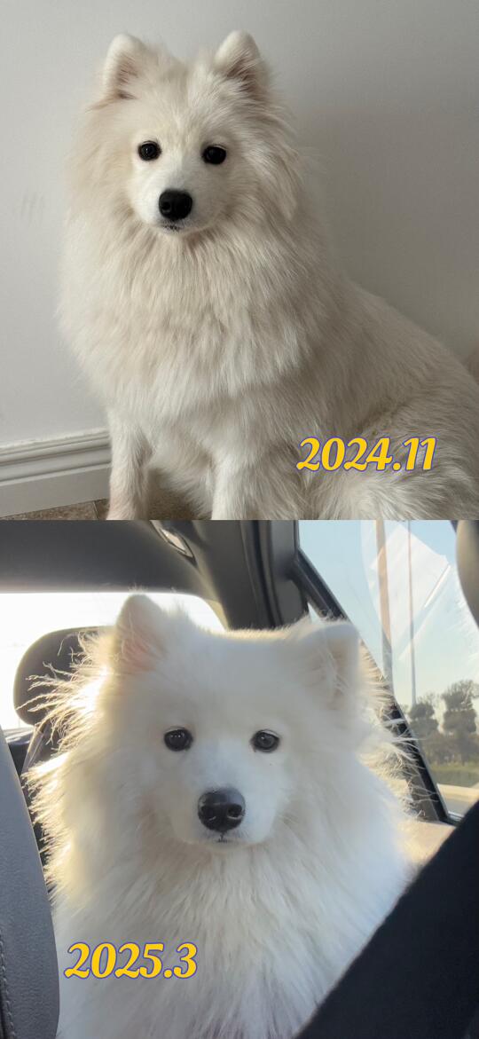 耶耶毛发变化（左滑看毛茸茸耶耶