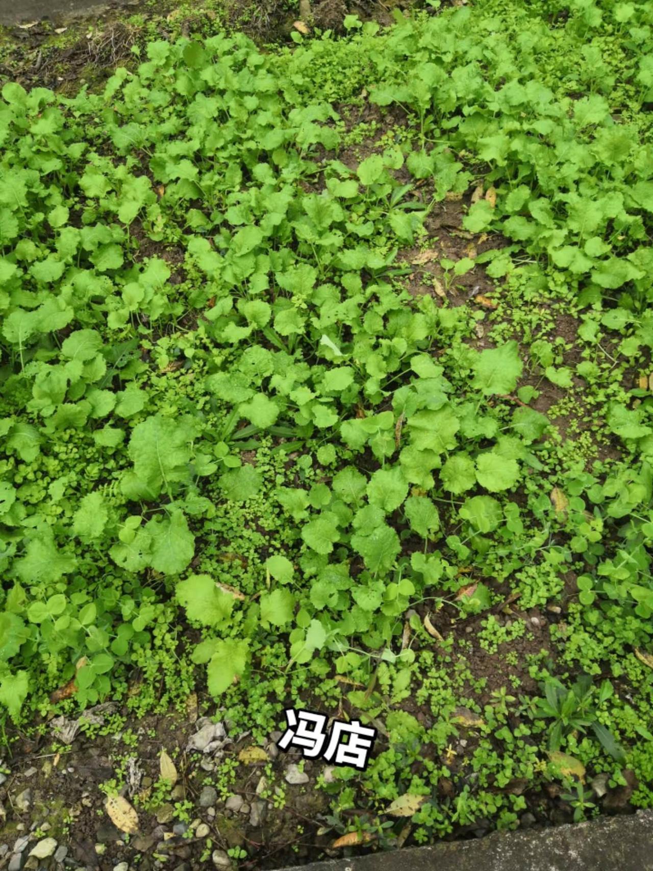 日常生活 农村生活日常 我的农村生活 纪录美好生活 大自然的馈赠