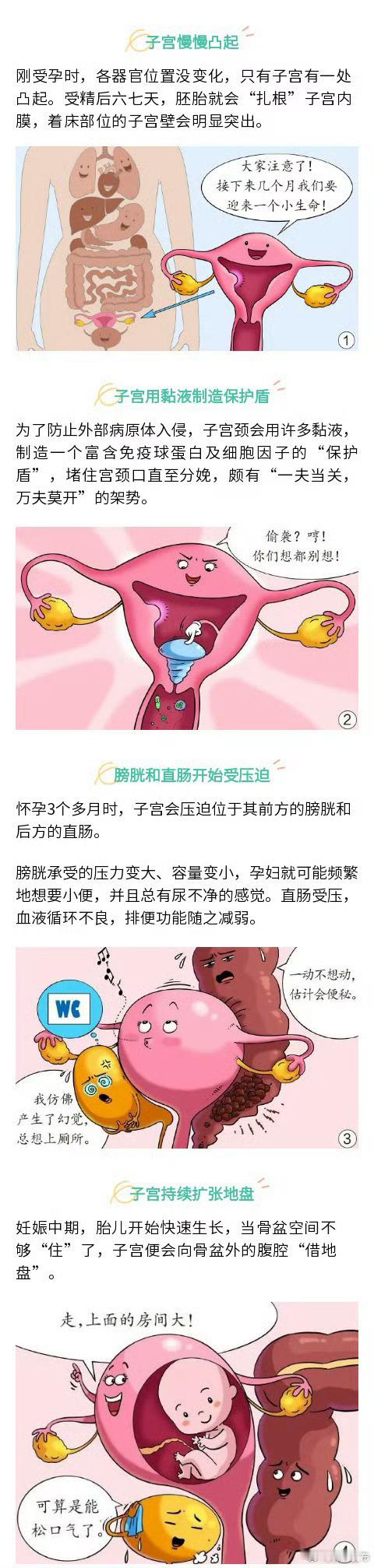 【怀孕时这些器官会被挤变形】怀孕期间，子宫是身体变化最大的器官。未受孕时子宫有柠