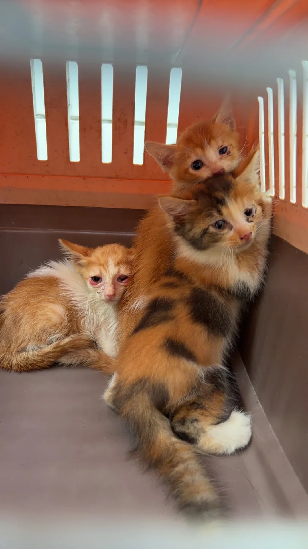 今天抓猫行动非常成功