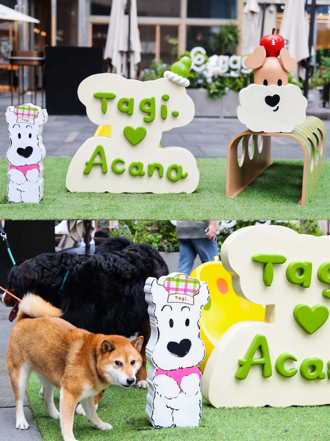 毛孩子放风日❗️被爱肯拿xTagi.神仙联动萌到