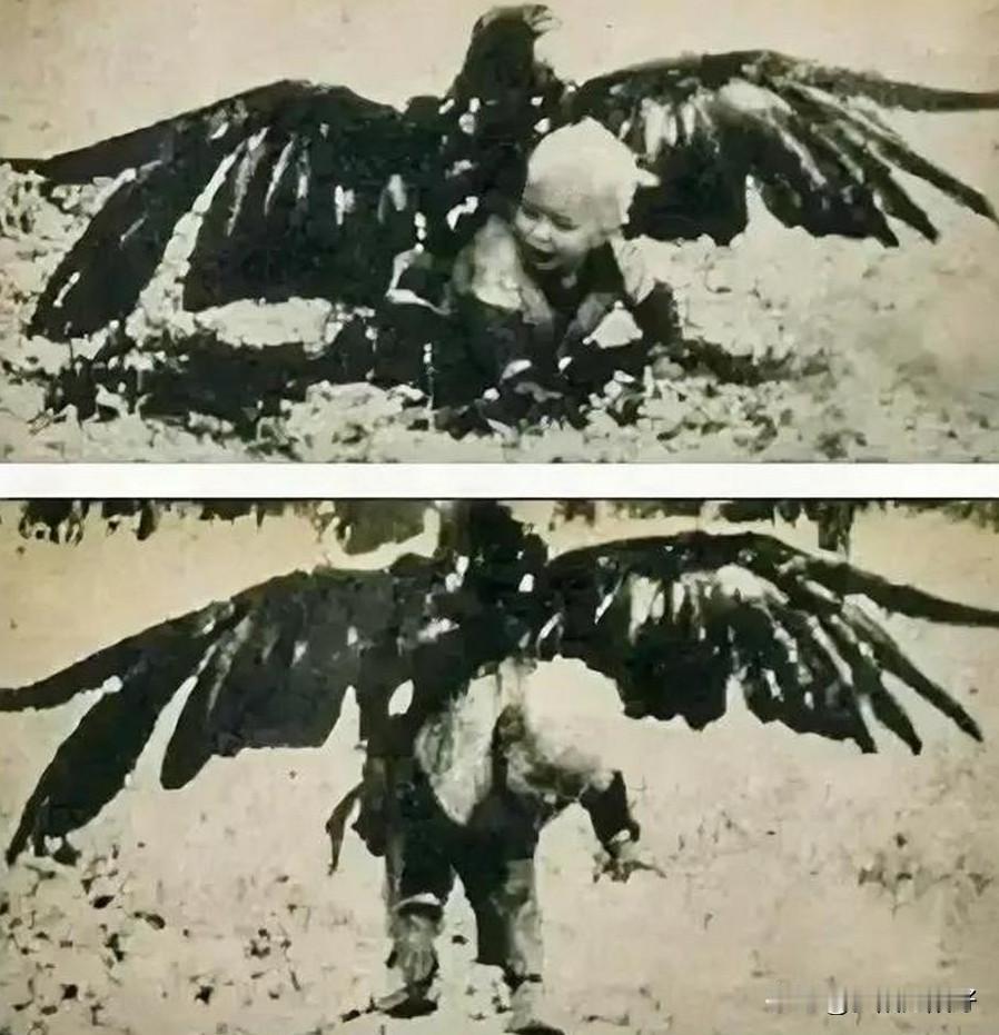 这是1932年的挪威，照片中年仅3岁的女孩阿明在草原陪大人放羊时，不慎被金雕误以