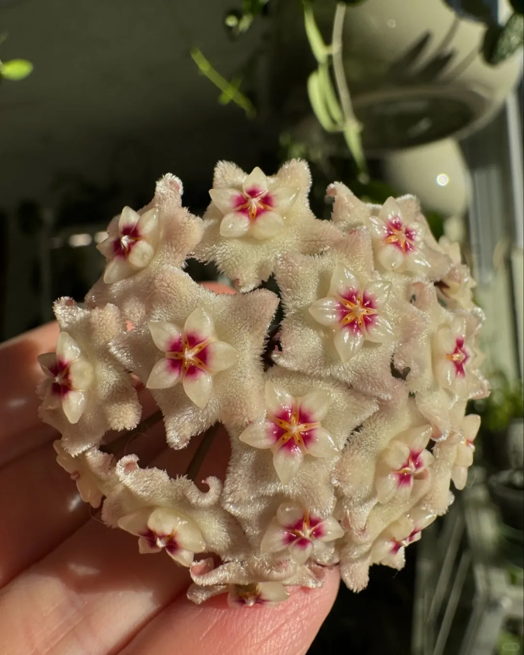 各种球兰 太好看了吧