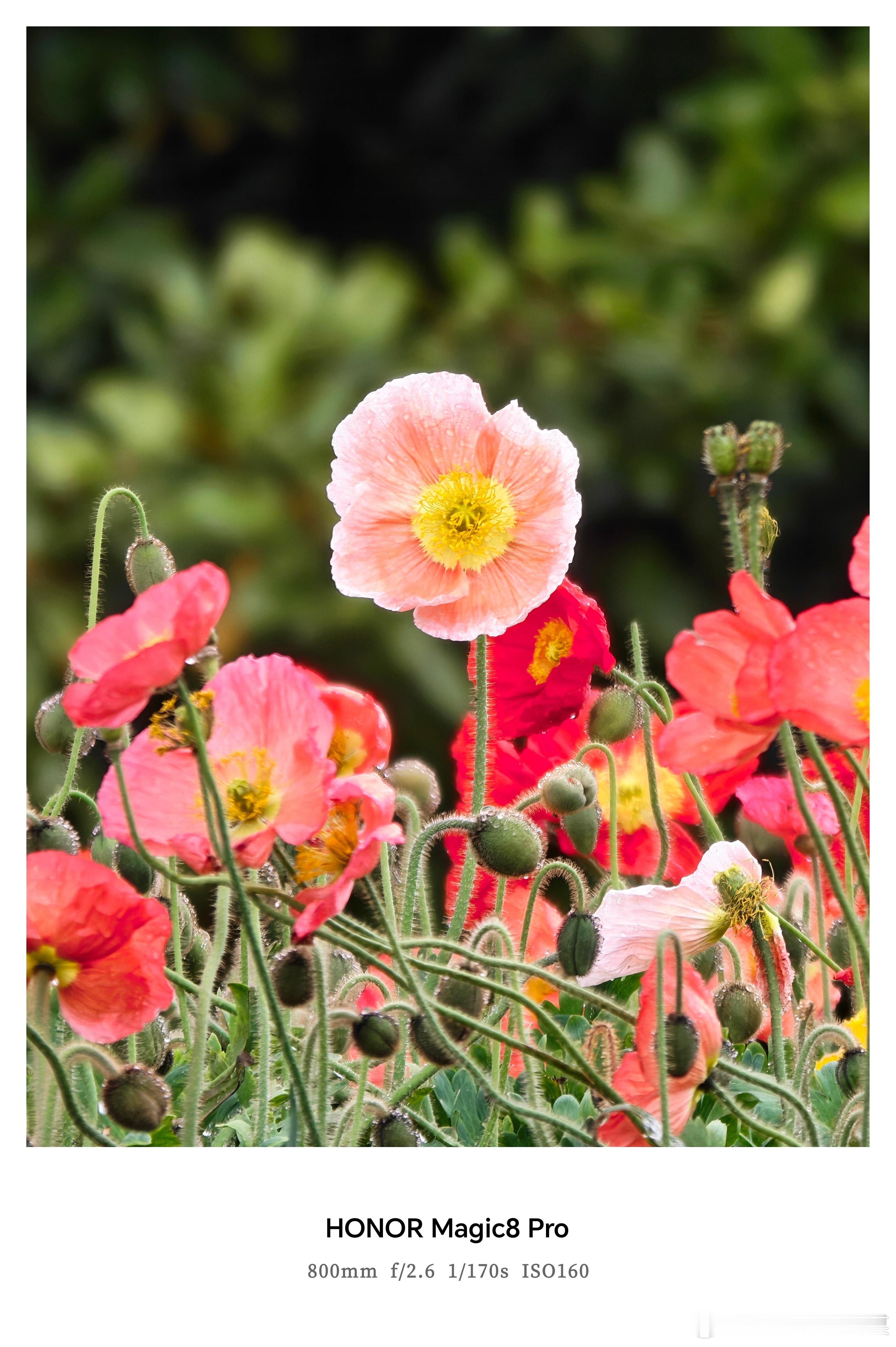 谁懂这次换手机的意义 换上荣耀Magic8后，拍照再也不用求人了。这次去河南旅行