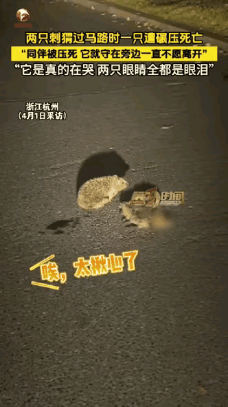 万物有灵，浙江，一男子骑车回家途中，遇到两只小刺猬，其中一只不幸被车碾压身亡，不