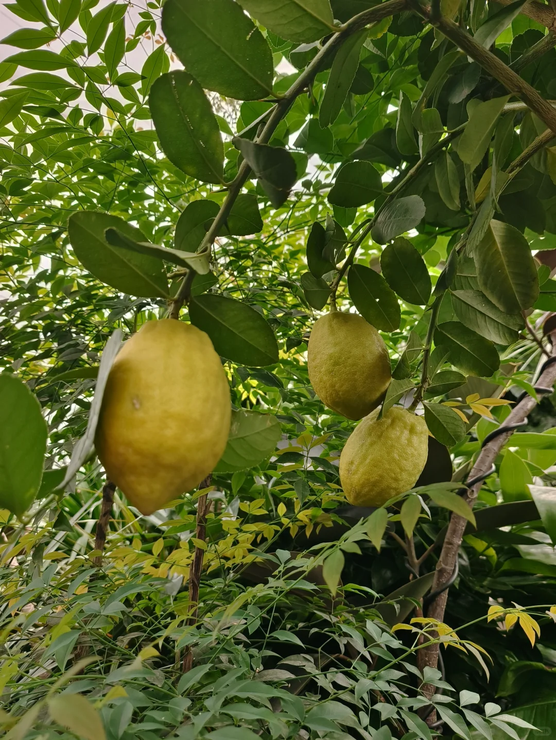 柠檬树 🍋香水柠檬树✨乌鲁木齐绿植