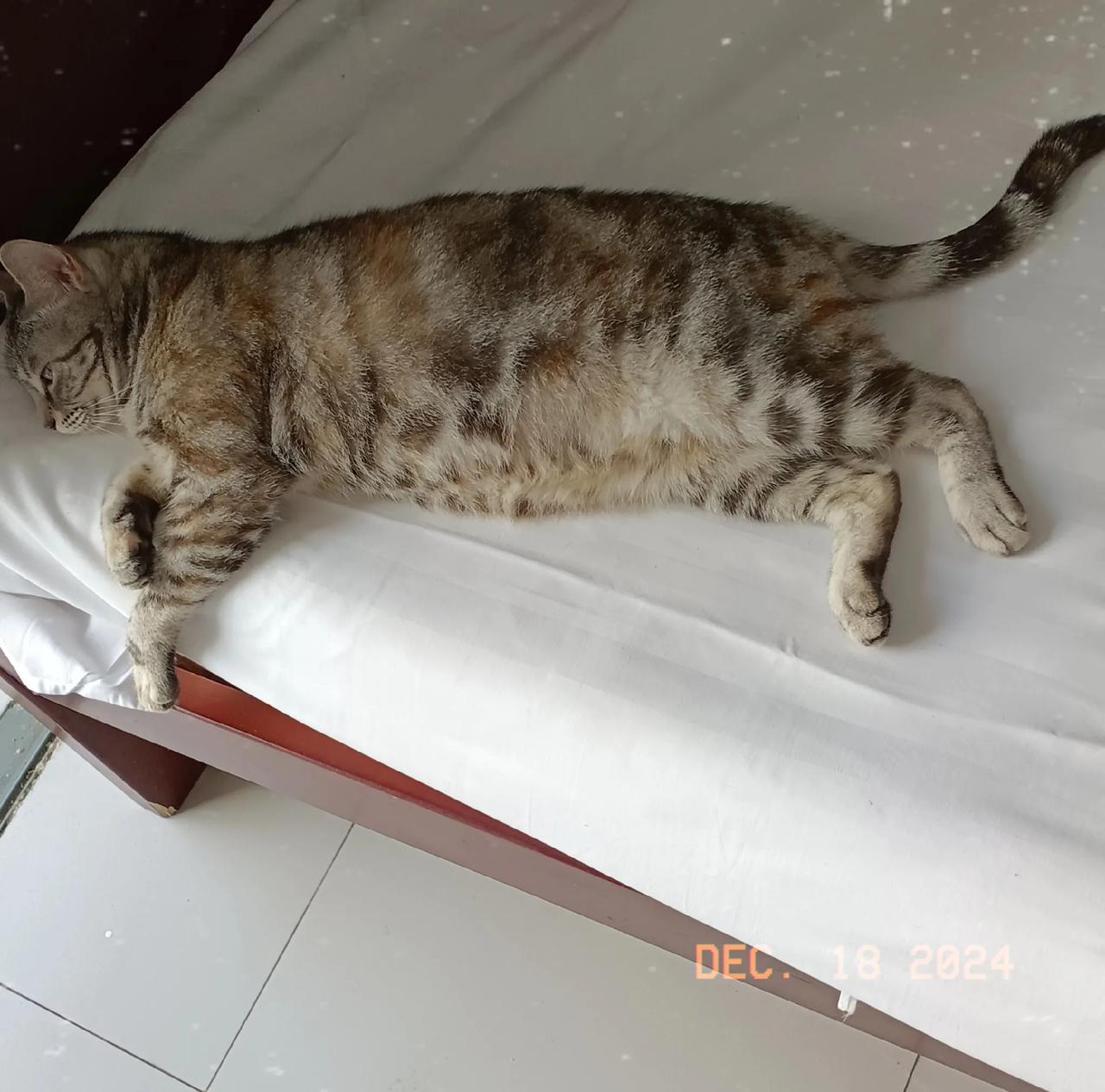 相册里最近一张小猫的照片我来深圳后，收养的两只流浪猫——小悠与小觅