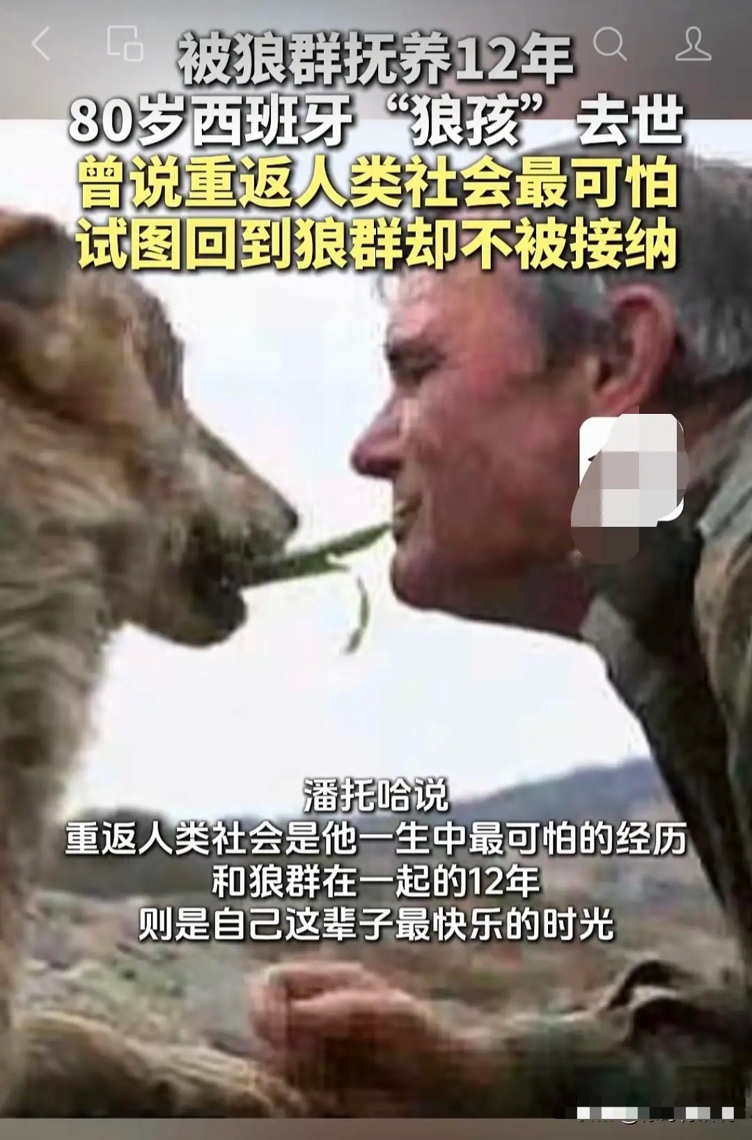 曾被狼群抚养12年狼孩去世西班牙狼孩离世，看得人心里挺不是滋味的。很难想象，对他