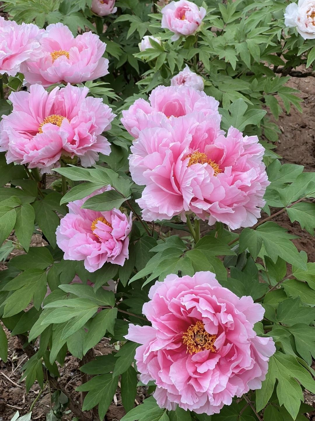 “唯有牡丹真国色，花开时节动京城。”
四月的洛阳，满城倾国色，一花开尽天下春。洛