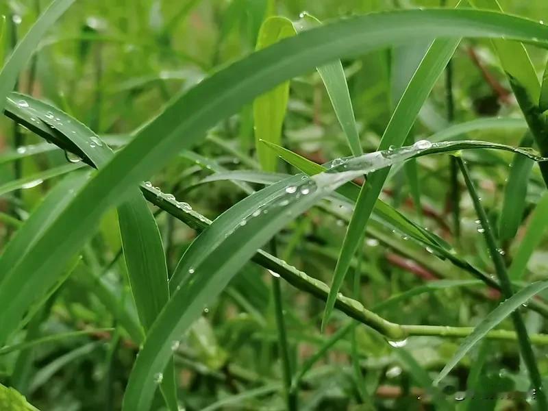看到“夏雨纷纷草木旺”这个上联，我立马来了兴致。上联描绘了夏天雨多，草木在雨水滋