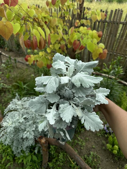 银叶菊·新象