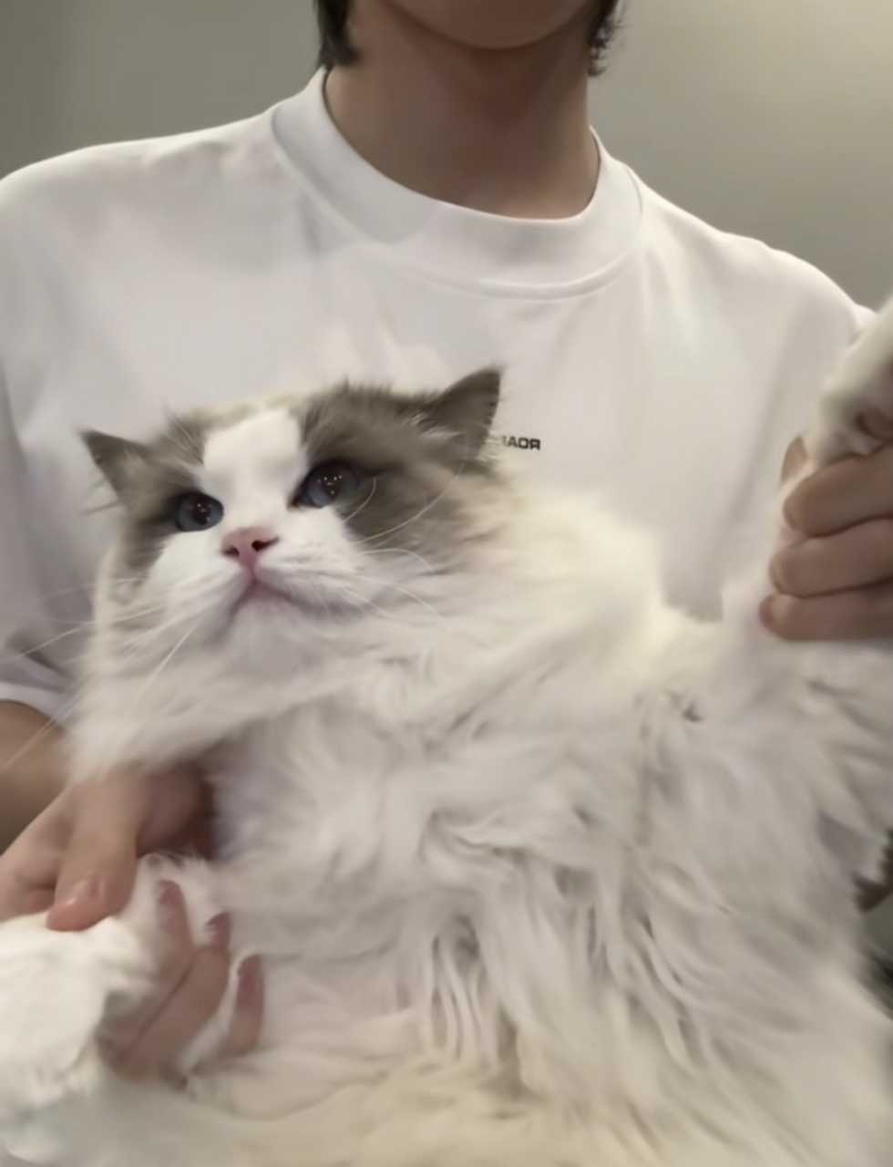 马/柏/全×都/兰我们相似的猫  是我对你说不出口的暗恋 