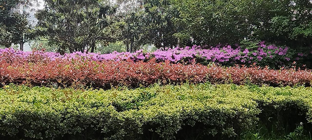 这张照片是昨天上午从远处拍的公园里一角，三排绿色植物修剪整齐，后面的杜鹃花盛开了