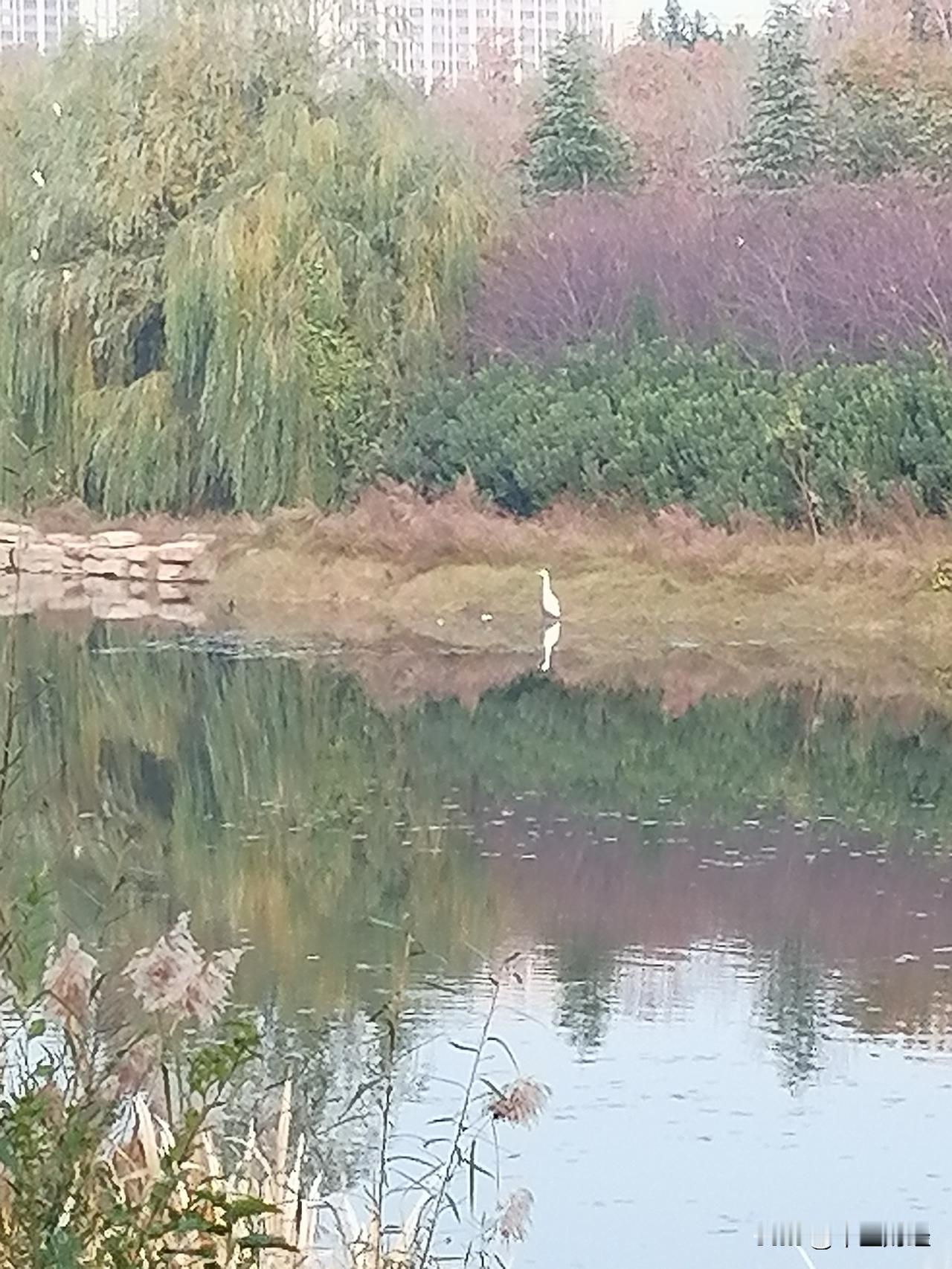 看看湖边的树叶已经泛黄了，湖对面白鹭栖息野鸭戏水，真的是惬意无限！秋天树叶风景