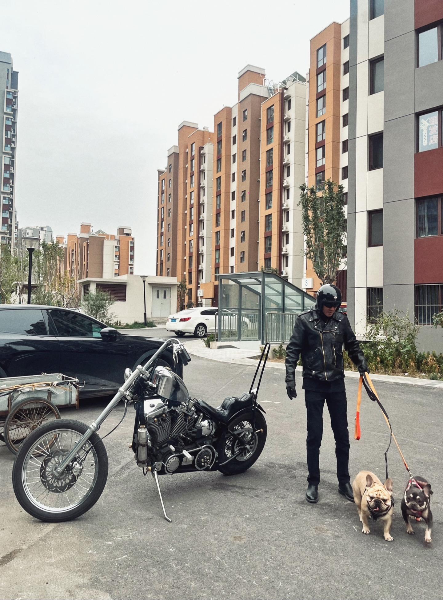 盼着我回来的狗子们。法斗