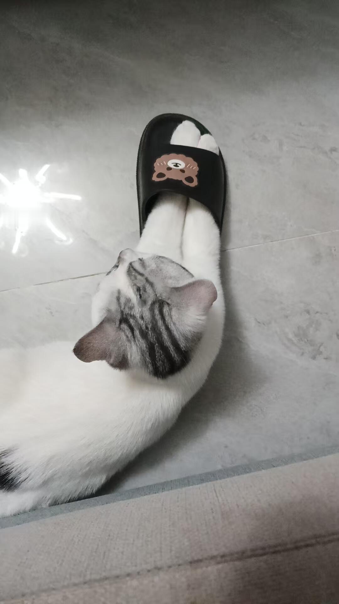 “我妈说小猫老是抢她拖鞋穿” 以及爱穿拖鞋的猫猫们 ​​​