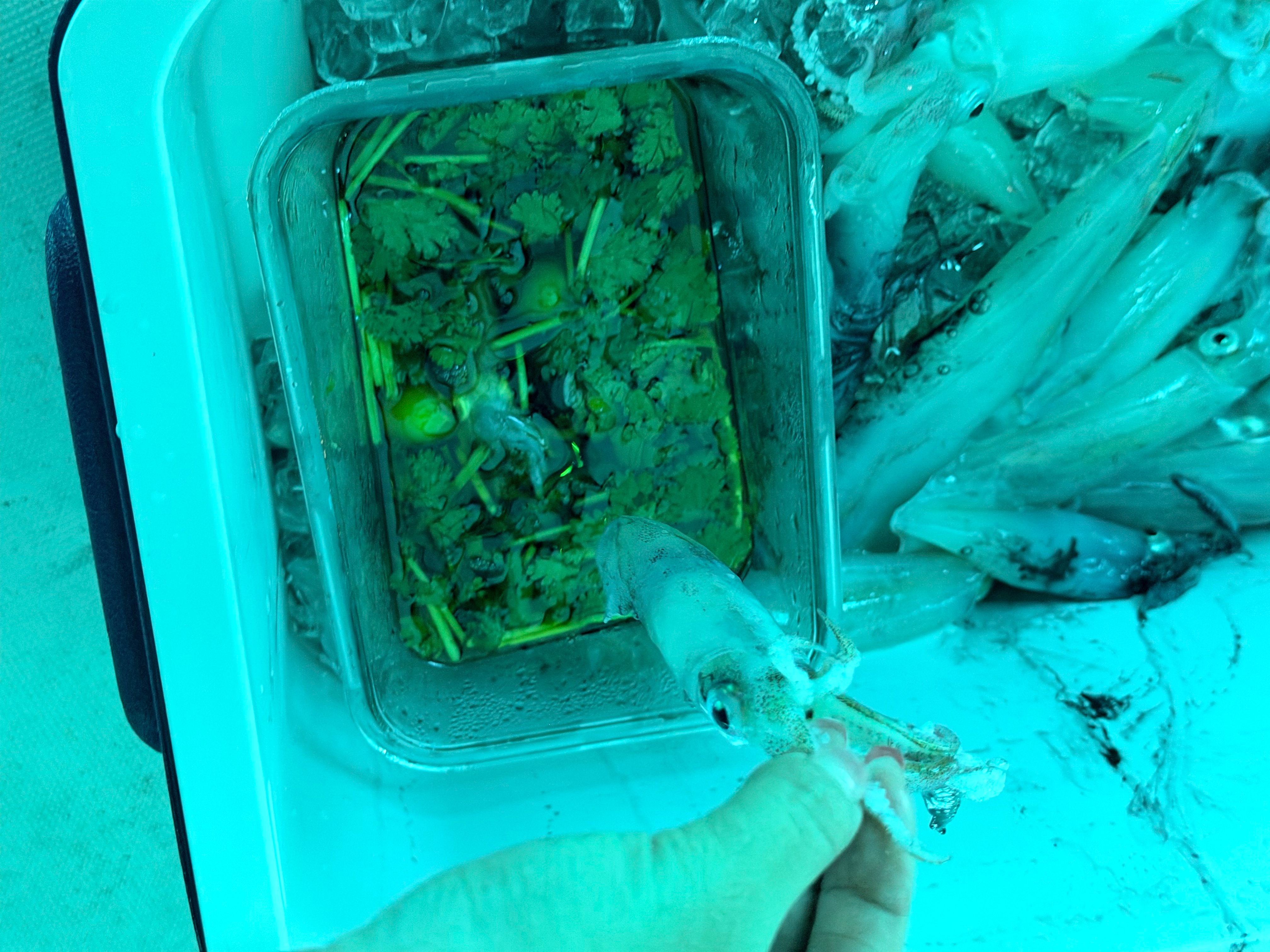 度过了快乐的六一儿童节～钓鱿鱼真好玩，有手就会第一次做泰式生腌汁，我可太牛了 
