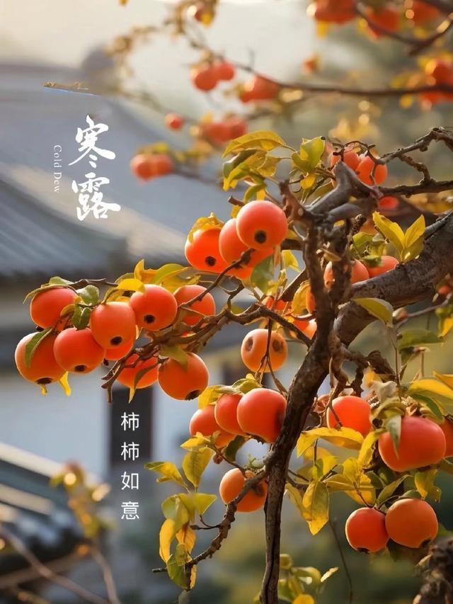 今天是寒露，这两天江南阴雨绵绵，女儿一家三口前天从北京回来，正赶上这几天的冷空气