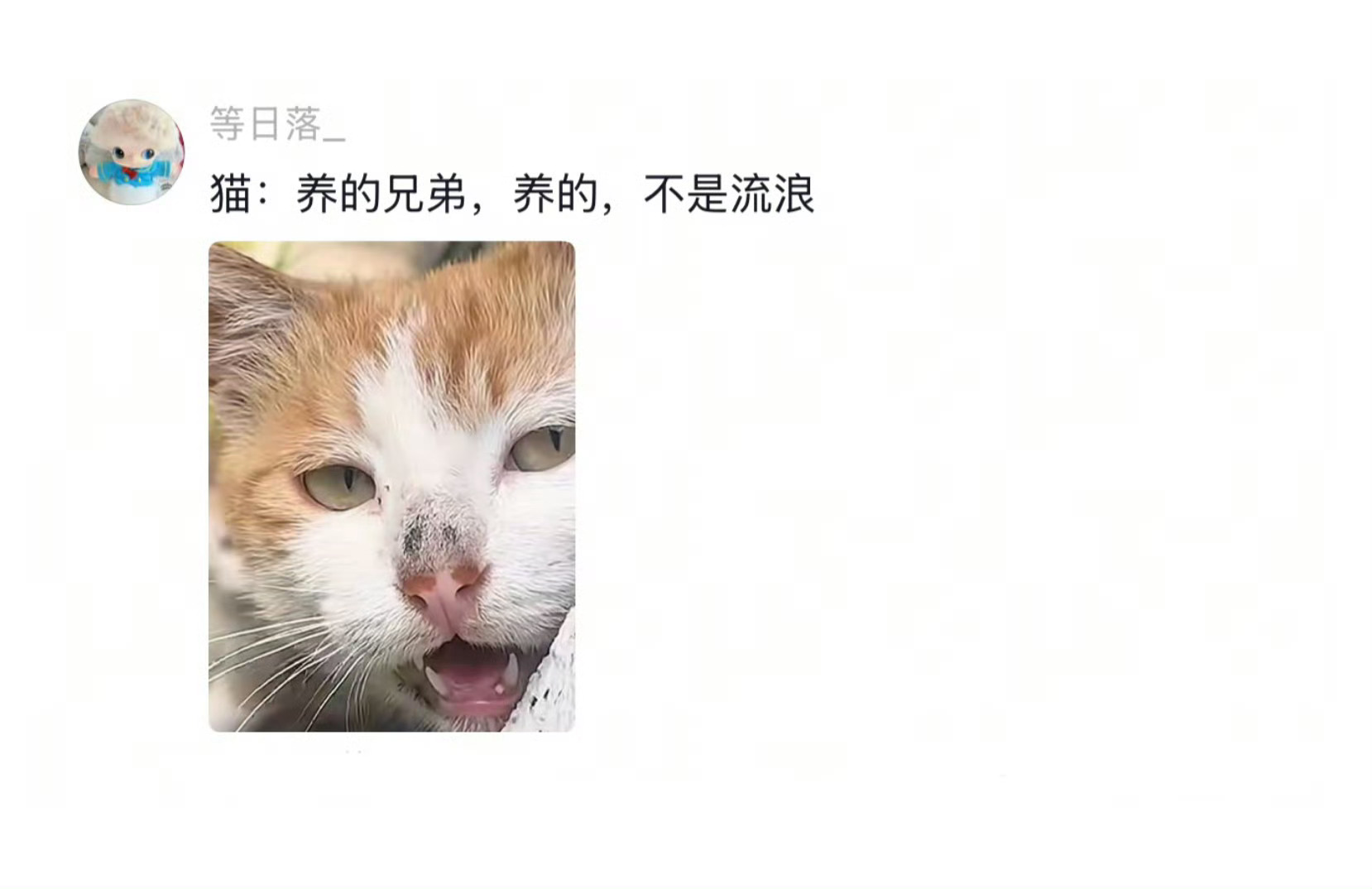 猫界已经传开人类偷孩子了🐈：“两脚兽。你想干什么” ​​​