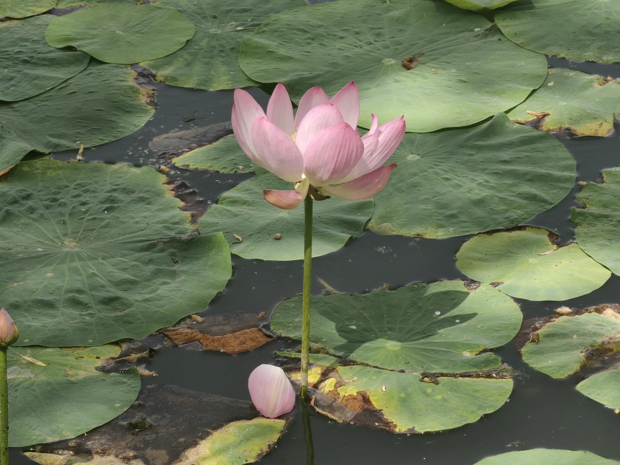盛夏时分，信步来到银川亲水大街典农河边散步。只见那河水悠悠荡漾，泛起层层波光，在