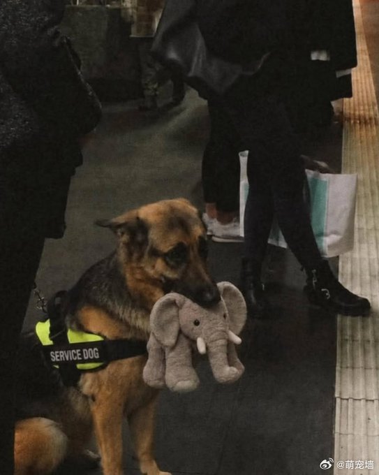 一只德国牧羊犬因拒绝放开它的毛绒玩具，而未能通过服务犬考核， 
